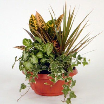 interflora_product_00601