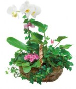 interflora_product_1005