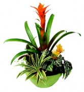 interflora_product_23087