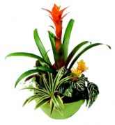 interflora_product_23087