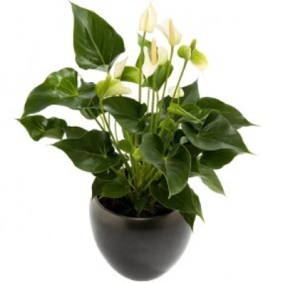 interflora_product_300110107