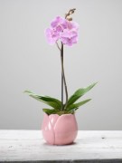 interflora_product_501083