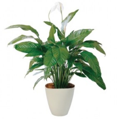 interflora_product_7020