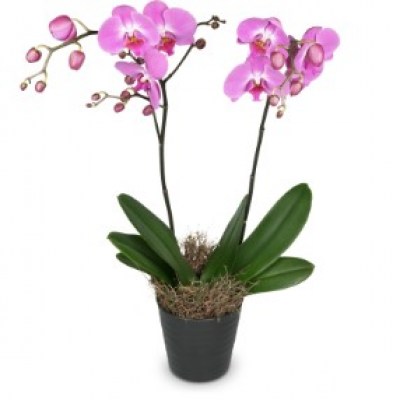 interflora_product_ATN76428.jpg_product