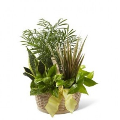 interflora_product_C23-48866